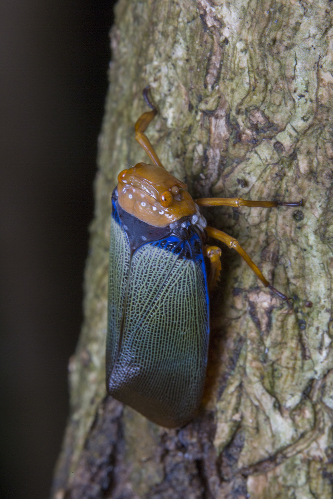 Poiocerini
