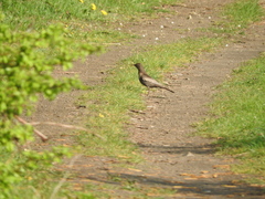 Turdus torquatus torquatus