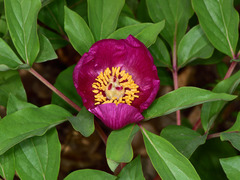 Paeonia mascula