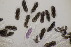Saccobolus depauperatus