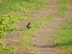 Turdus torquatus torquatus