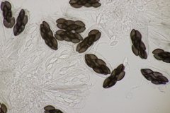 Saccobolus depauperatus