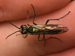 Tenthredo mesomela