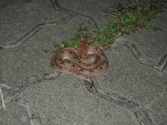 Calloselasma rhodostoma
