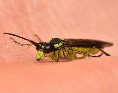 Tenthredo mesomela