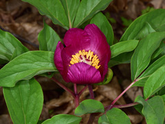 Paeonia mascula
