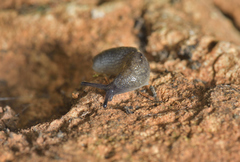 Milacidae