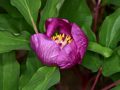 Paeonia mascula