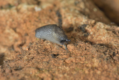Milacidae