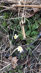 Anemonoides nemorosa