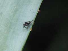 Carrhotus viduus