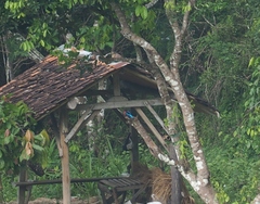 Halcyon cyanoventris