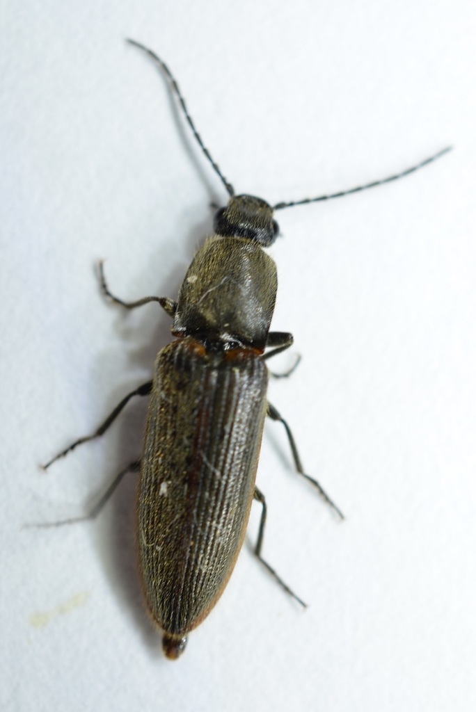 Sierra Click Beetle