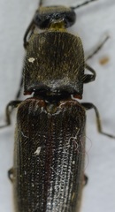 Athous sierrae varius