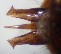 Athous sierrae varius