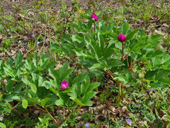 Paeonia mascula
