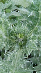 Carduus pycnocephalus