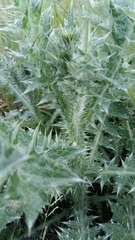 Carduus pycnocephalus