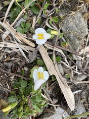 Mazus alpinus