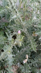 Carduus pycnocephalus
