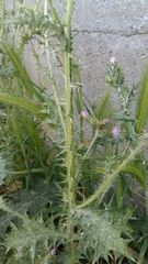 Carduus pycnocephalus
