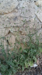 Carduus pycnocephalus