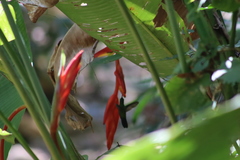 Saucerottia beryllina