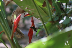 Saucerottia beryllina