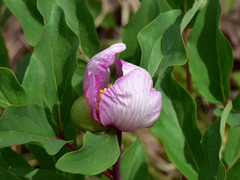 Paeonia mascula