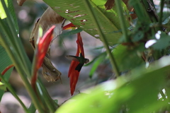 Saucerottia beryllina