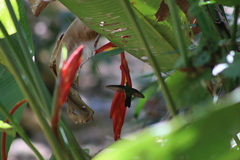 Saucerottia beryllina