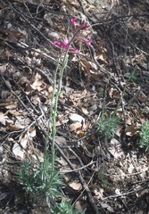 Boechera sparsiflora