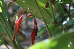 Saucerottia beryllina