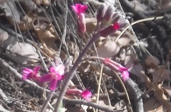 Boechera sparsiflora