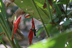 Saucerottia beryllina