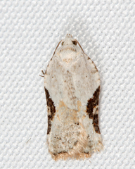 Acleris subnivana
