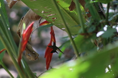 Saucerottia beryllina