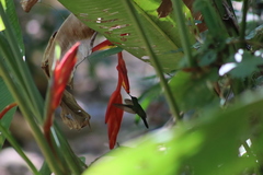 Saucerottia beryllina