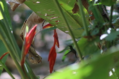 Saucerottia beryllina