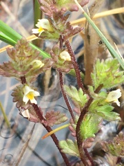 Euphrasia subarctica