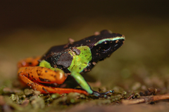 Mantella baroni