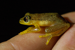 Heterixalus betsileo