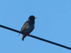 Sturnus vulgaris