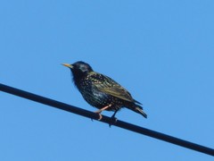 Sturnus vulgaris