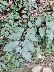 Rubus corchorifolius