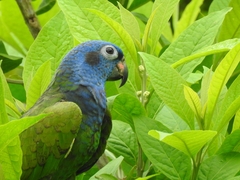 Pionus menstruus