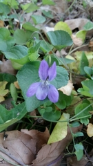 Viola riviniana