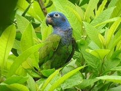 Pionus menstruus