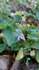 Viola riviniana