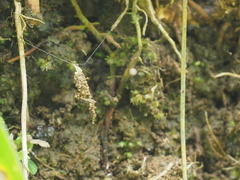 Dolichognatha